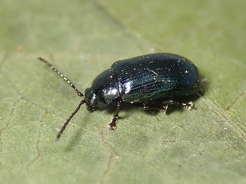 Chrysomelidae: Phaedon armoraciae? No, Phratora laticollis